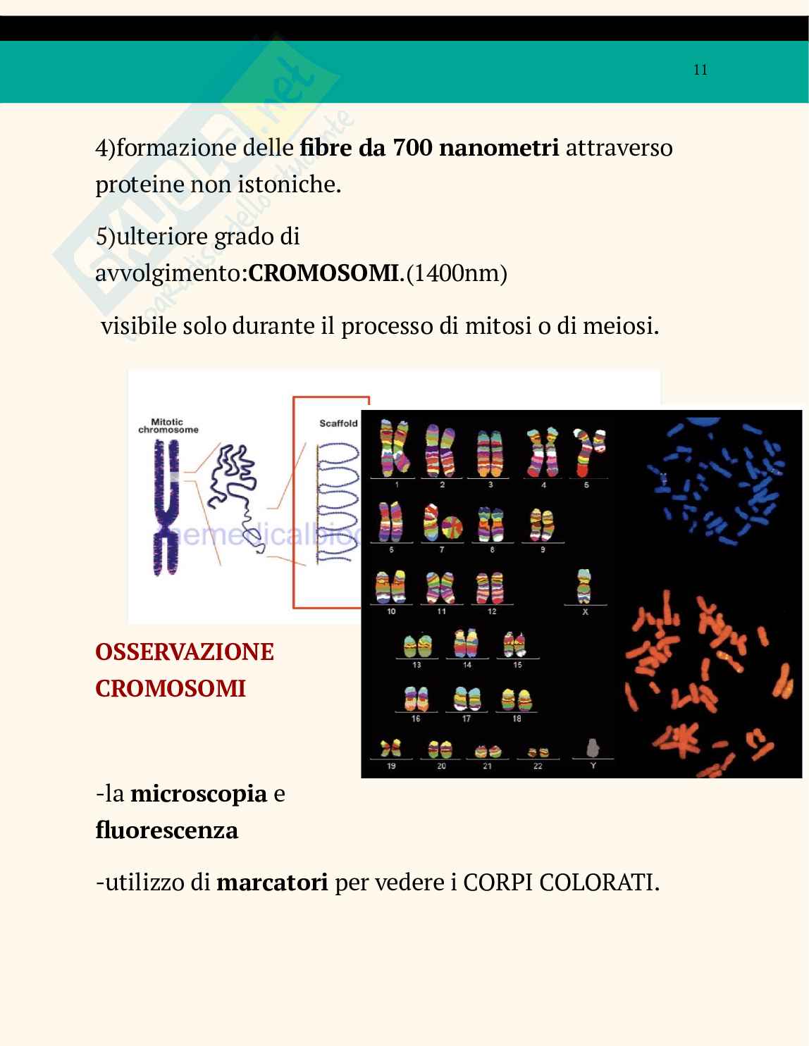 Ppt sul nucleo Pag. 11