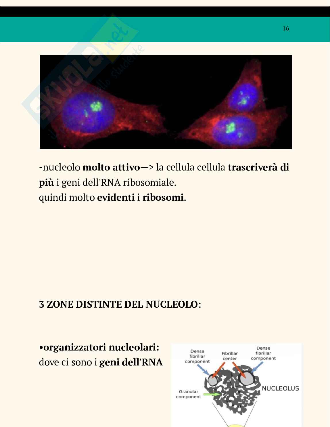 Ppt sul nucleo Pag. 16