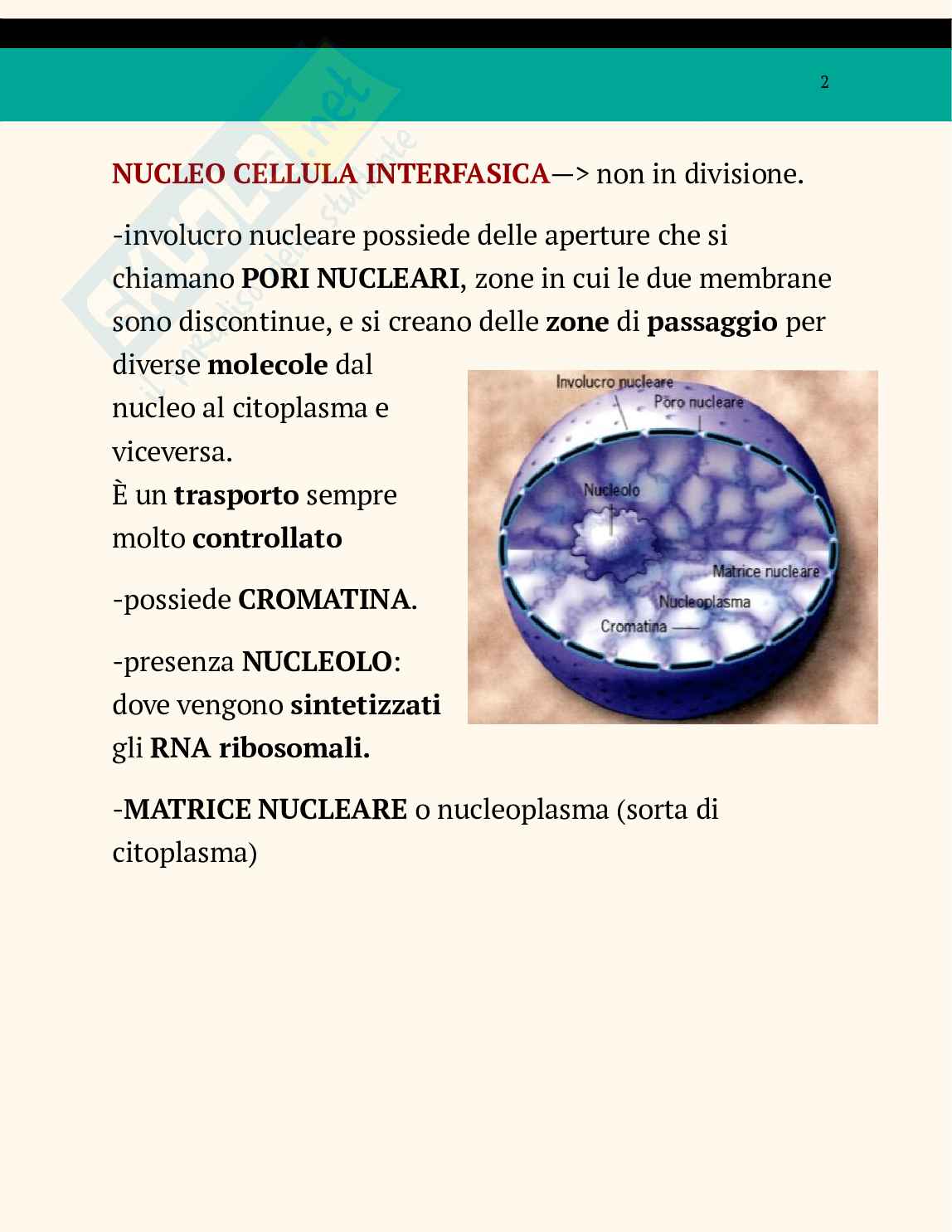 Ppt sul nucleo Pag. 2