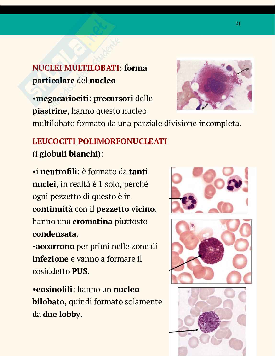 Ppt sul nucleo Pag. 21