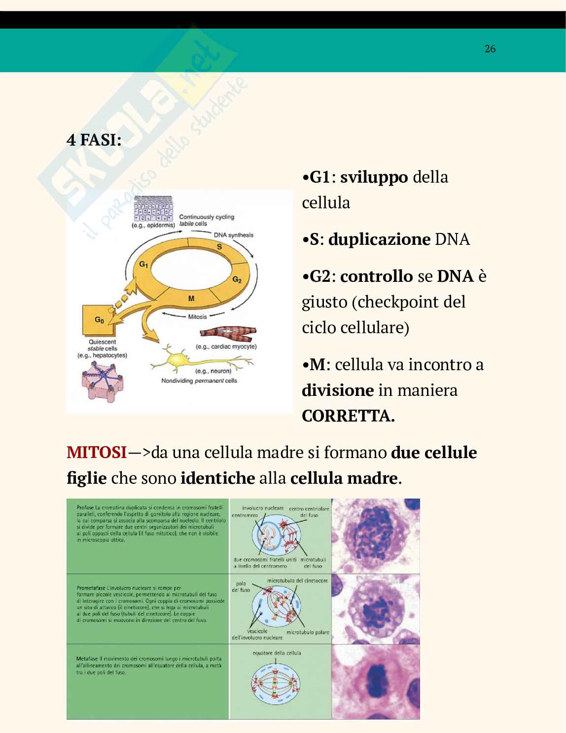 Ppt sul nucleo Pag. 26