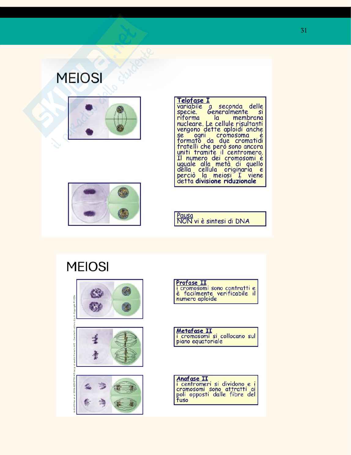 Ppt sul nucleo Pag. 31