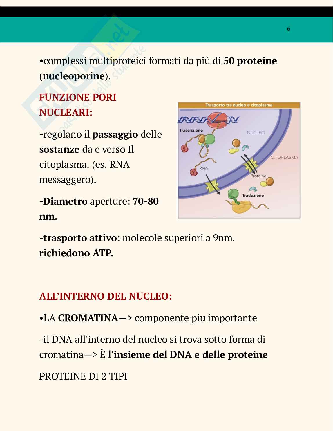 Ppt sul nucleo Pag. 6