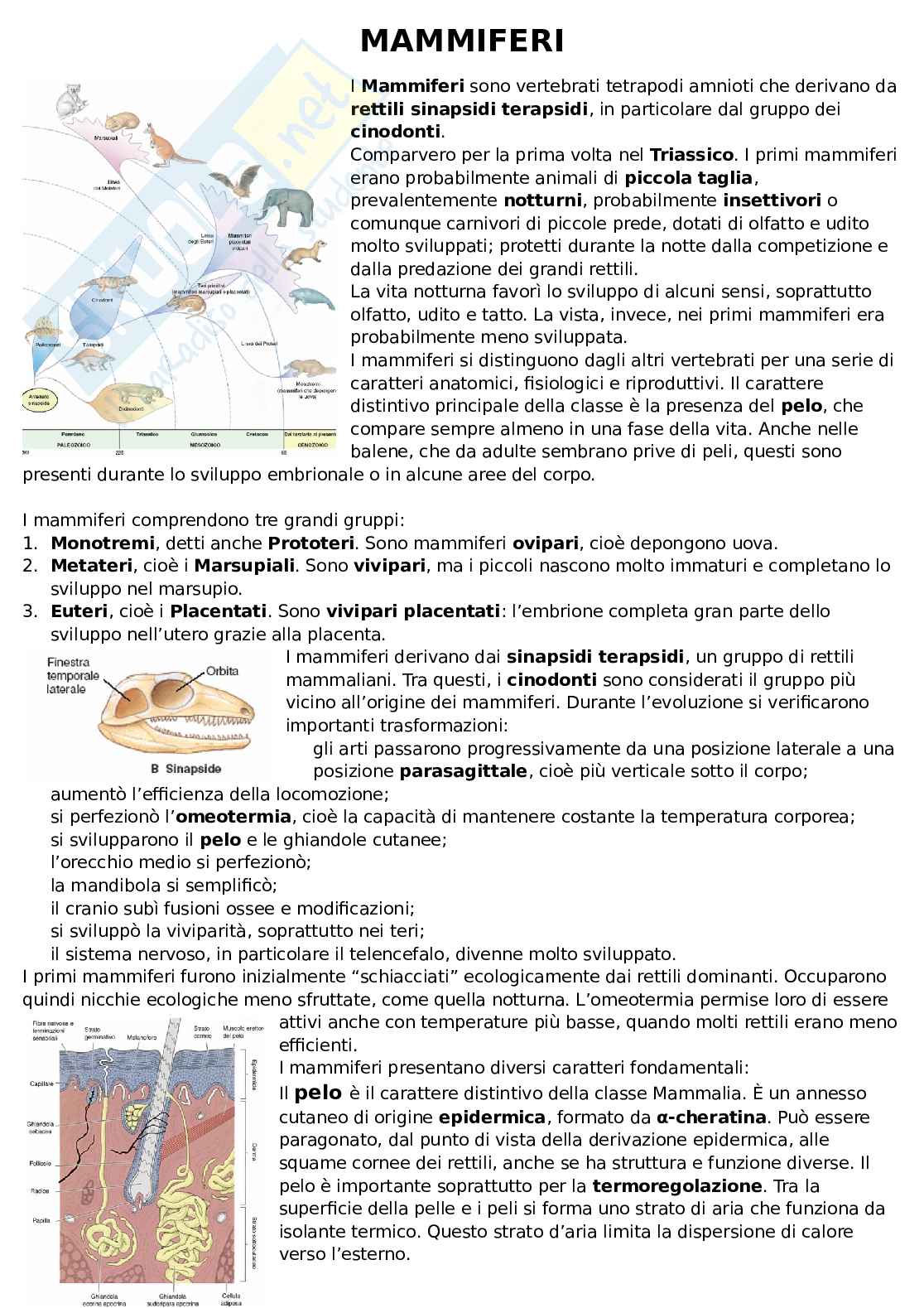 Mammiferi Pag. 1