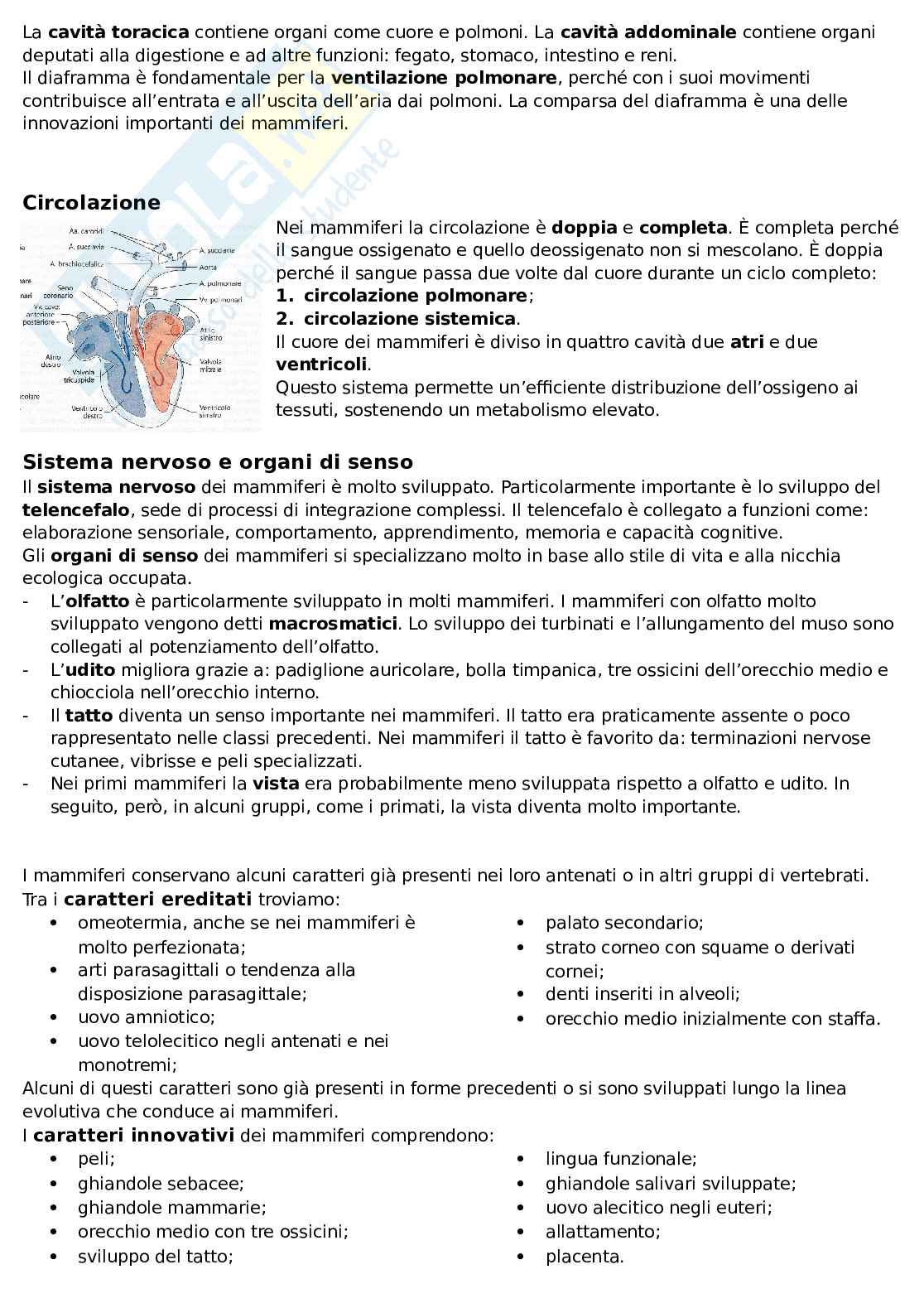 Mammiferi Pag. 6
