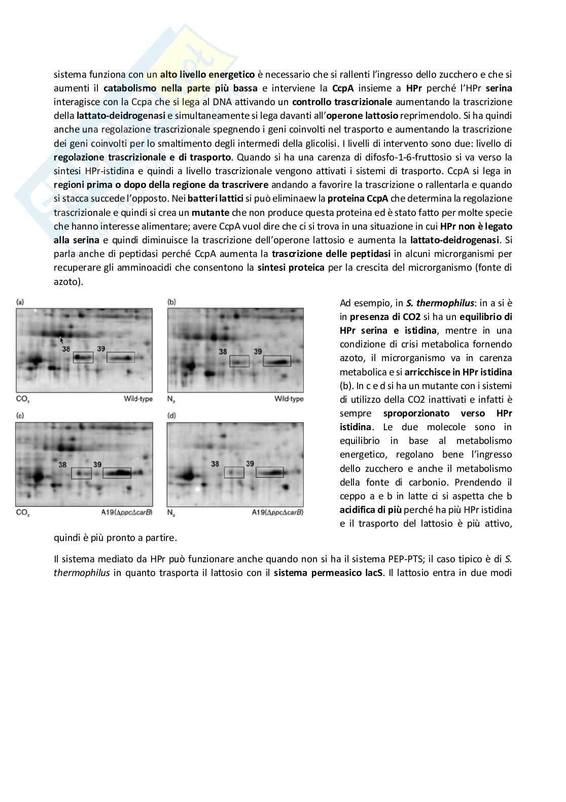 Biotecnologie delle fermentazioni industriali Pag. 6
