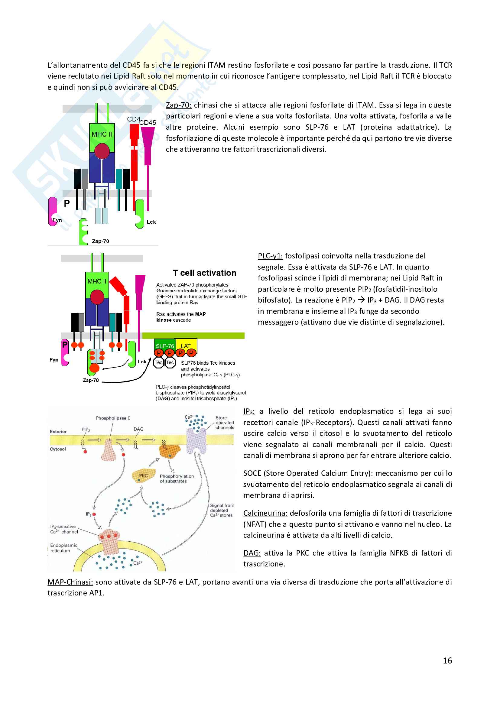 Immunologia, prof Granucci Pag. 16