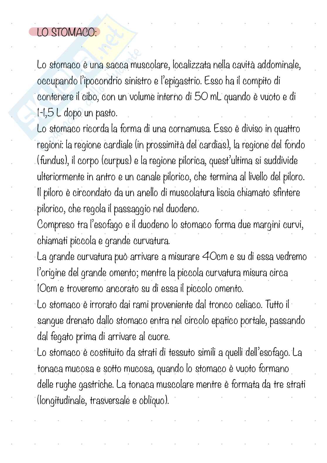 Apparato digerente  Pag. 11