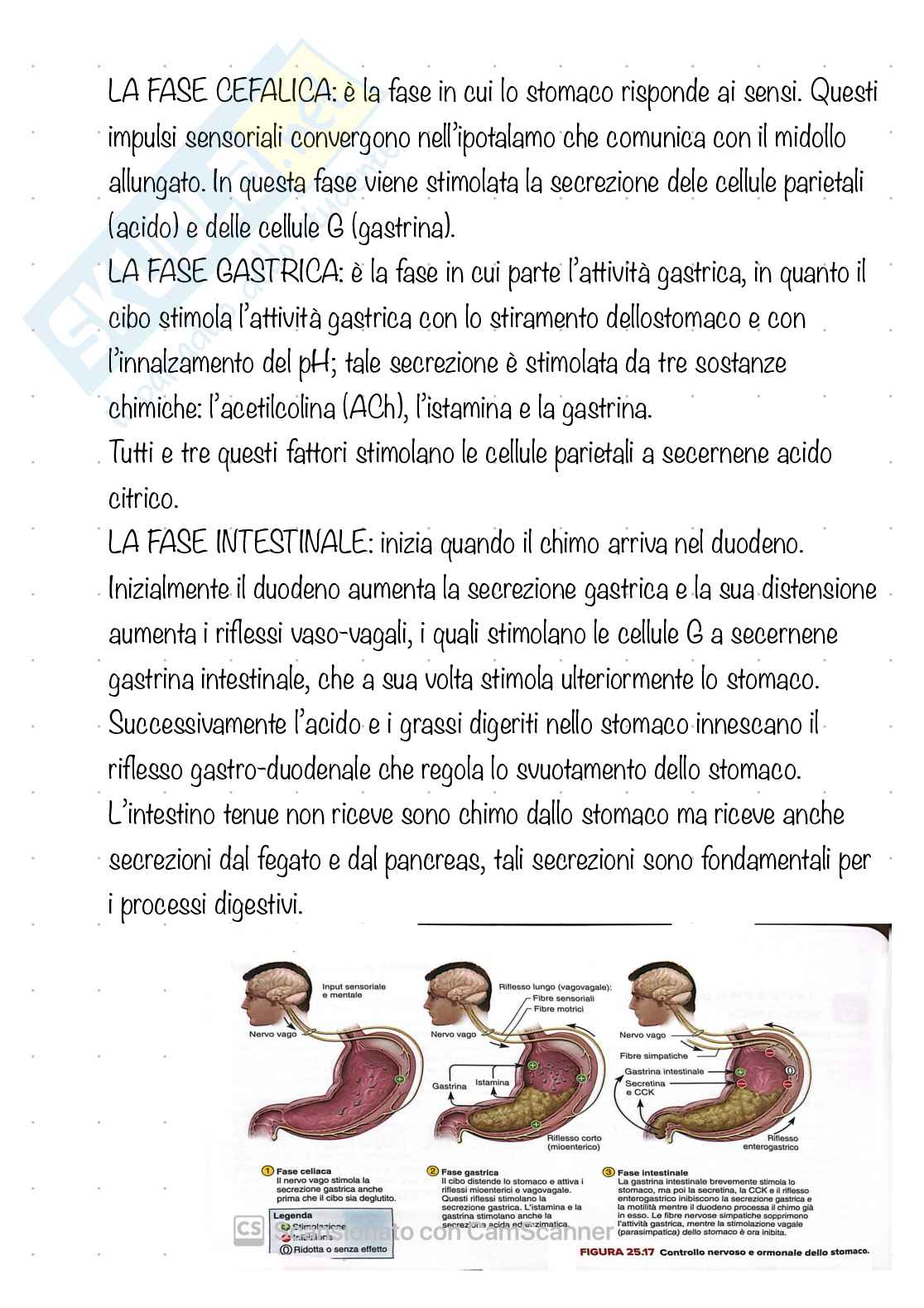 Apparato digerente  Pag. 16