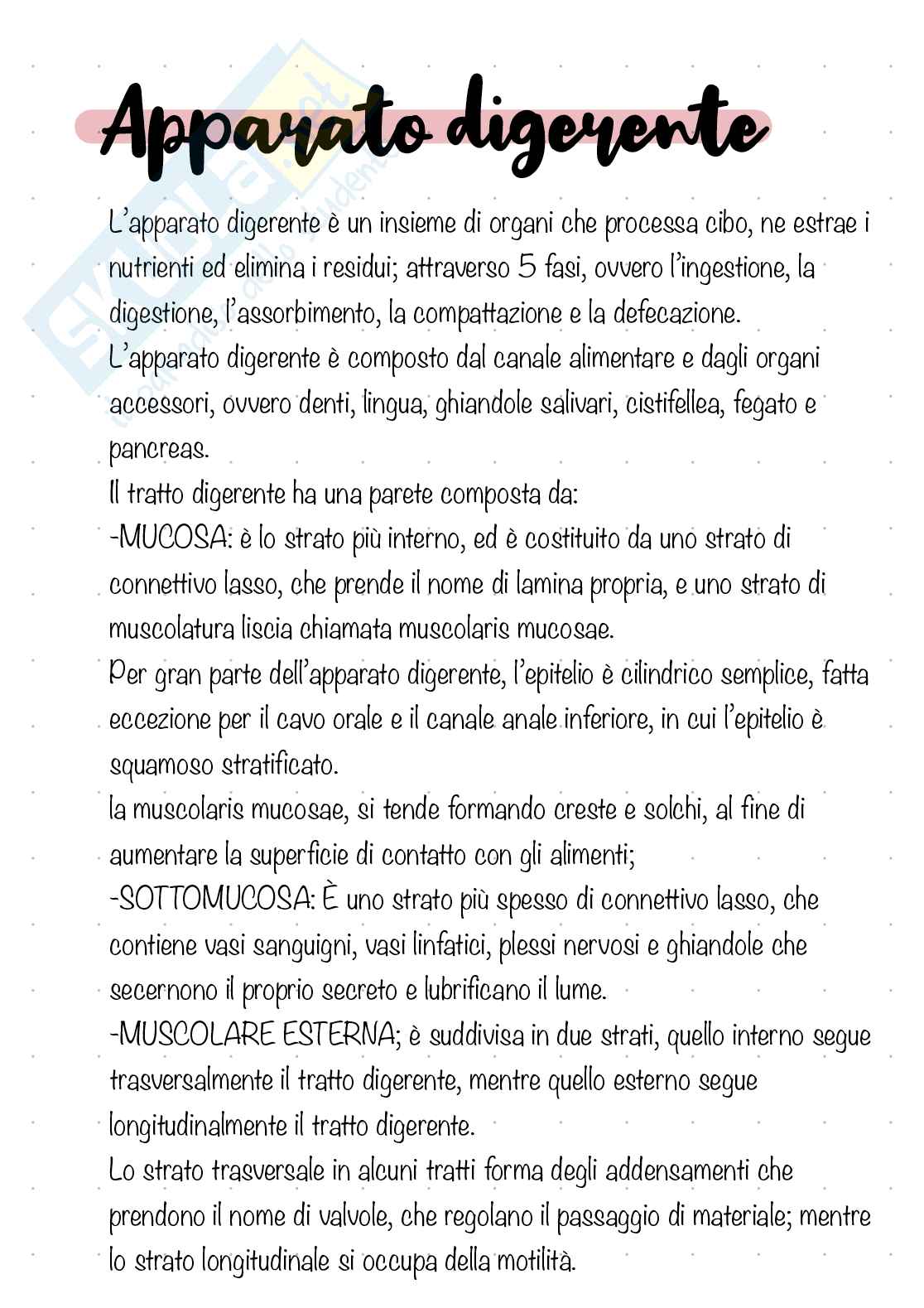Apparato digerente  Pag. 2