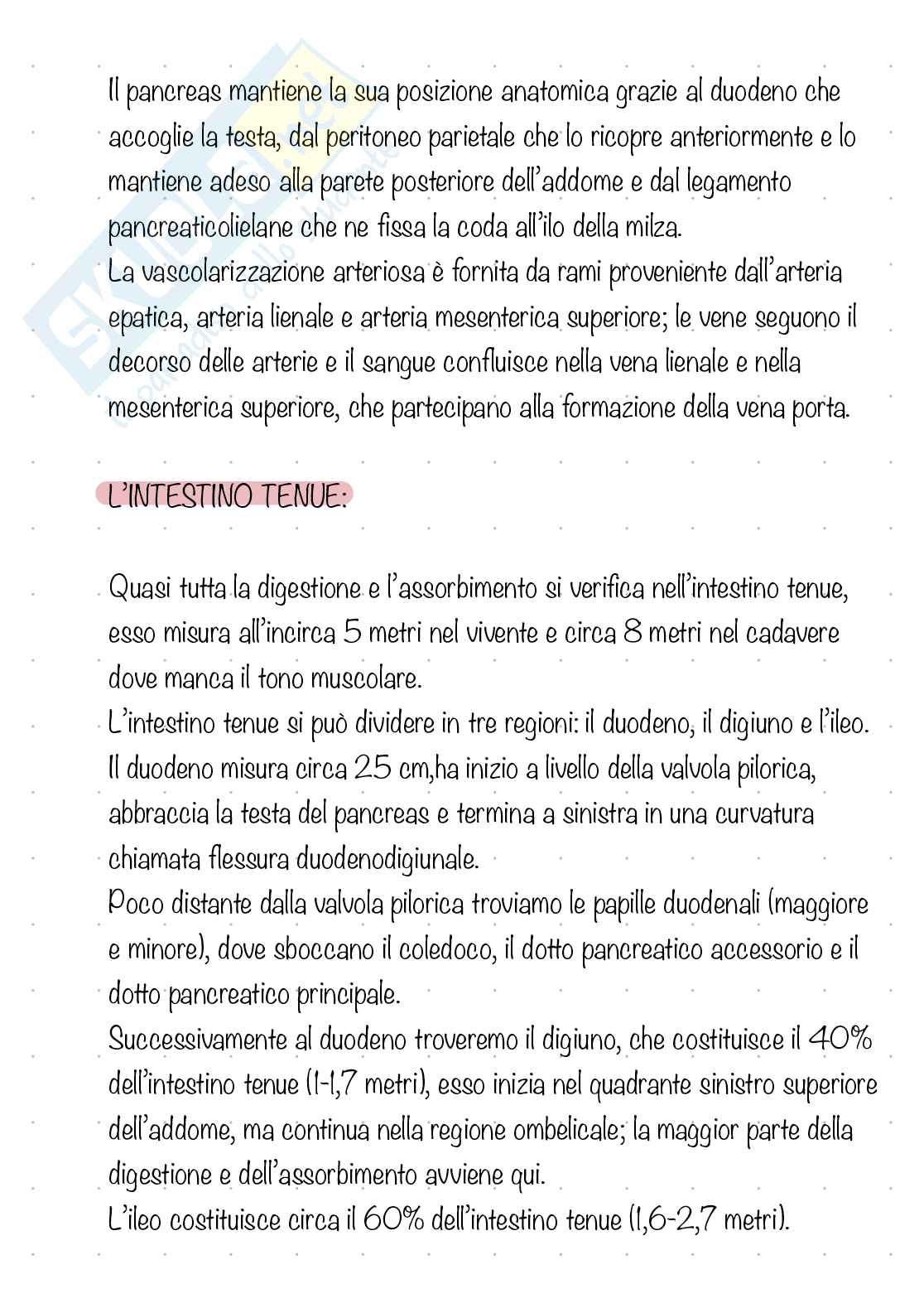 Apparato digerente  Pag. 26