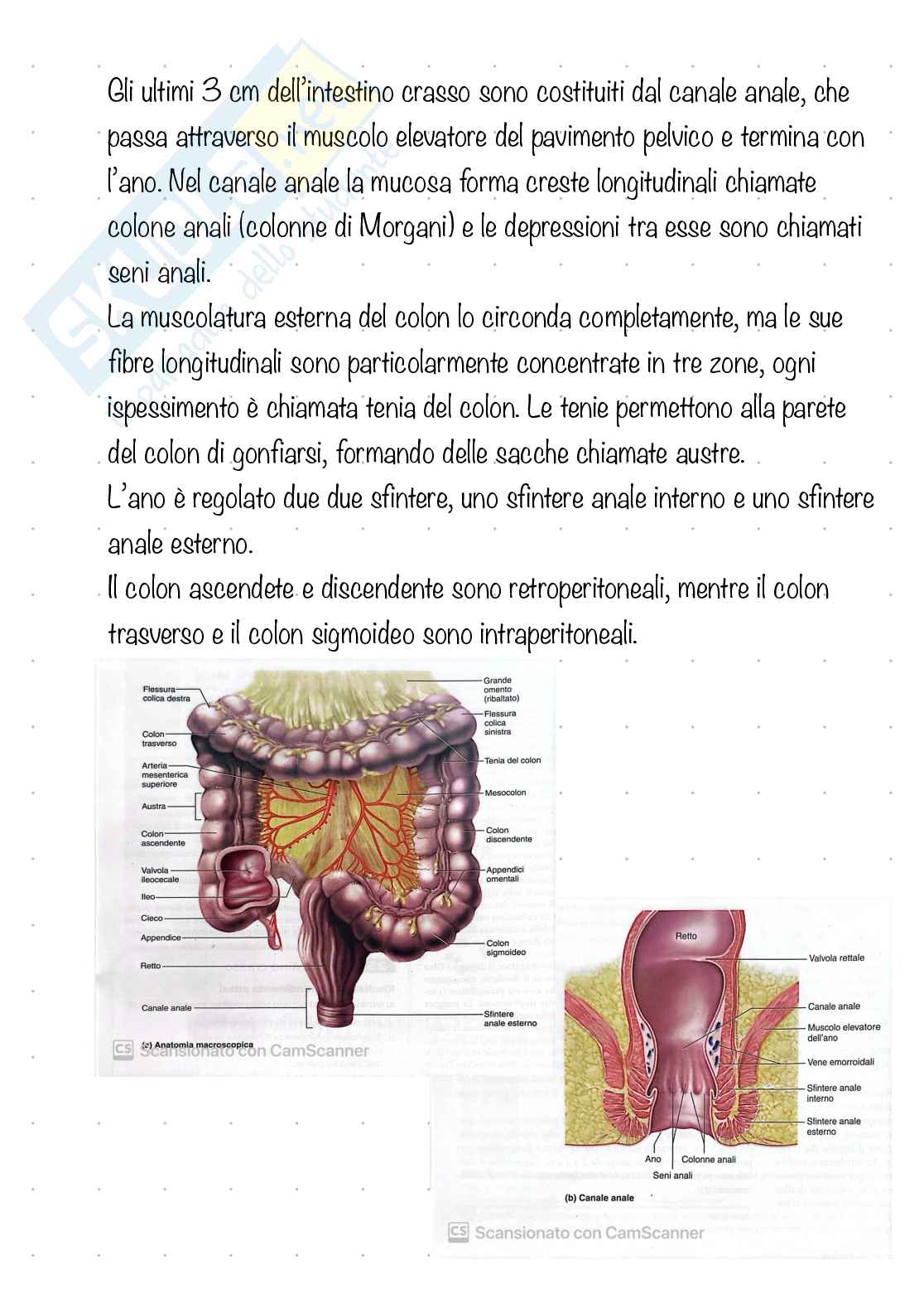 Apparato digerente  Pag. 31