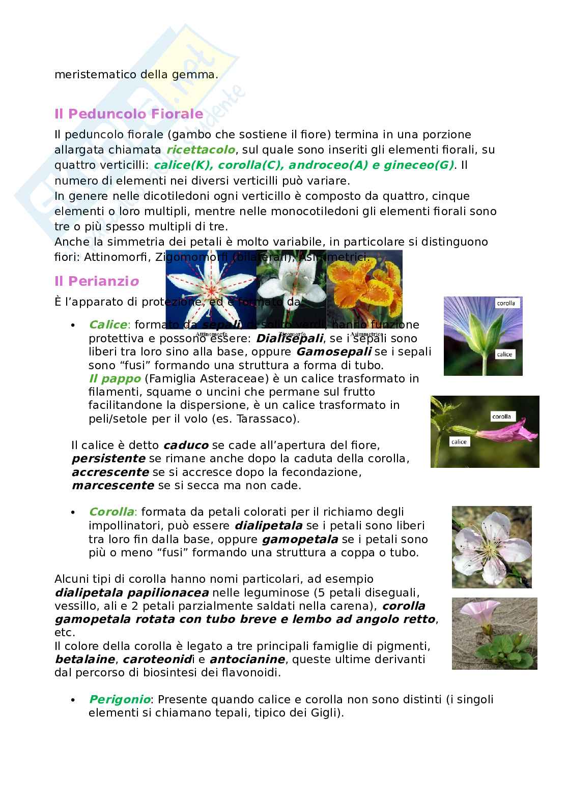 Botanica sistematica e applicata 1  Pag. 11
