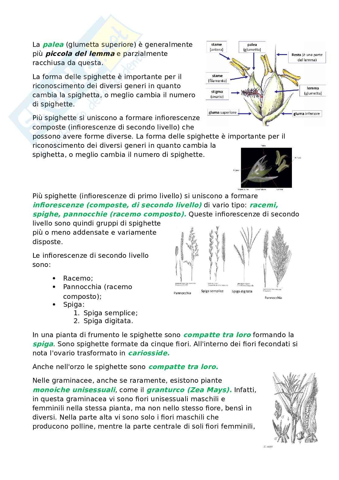 Botanica sistematica e applicata 1  Pag. 26