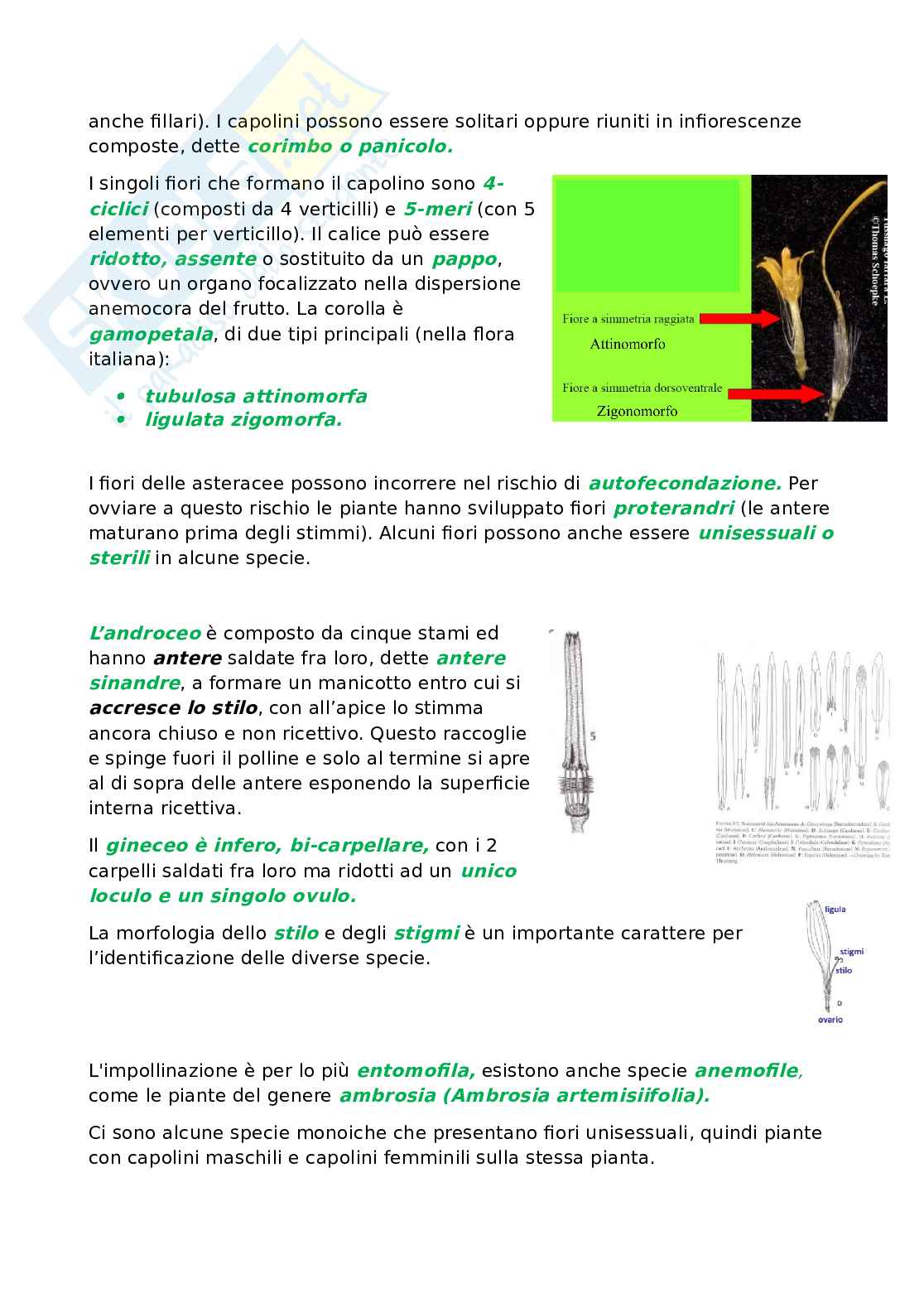 Botanica sistematica e applicata 1  Pag. 31