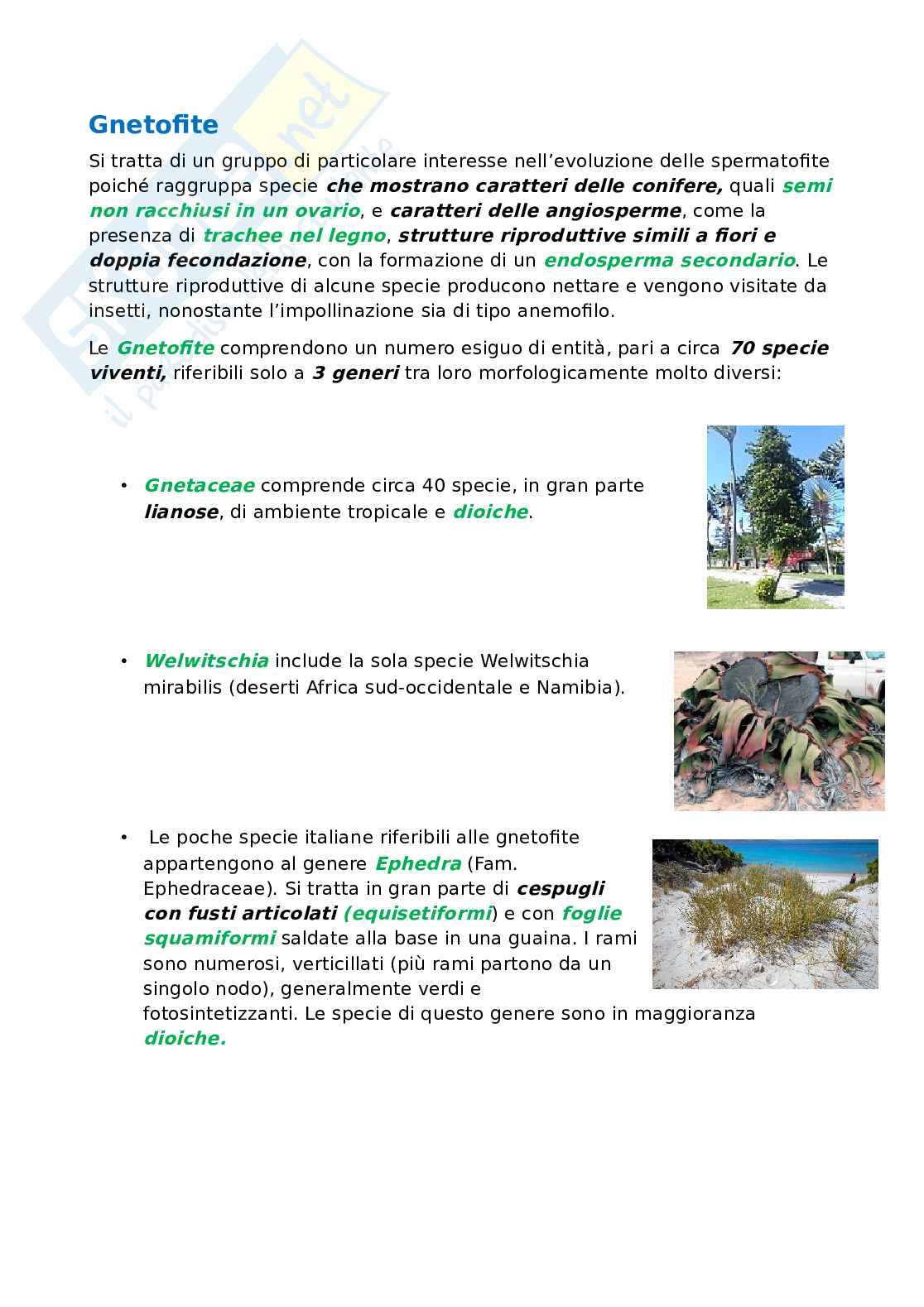 Botanica sistematica e applicata 1  Pag. 6