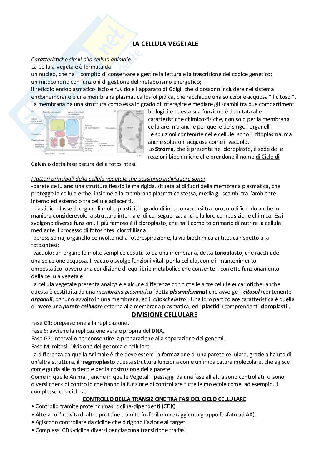 Cellula vegetale Pag. 1