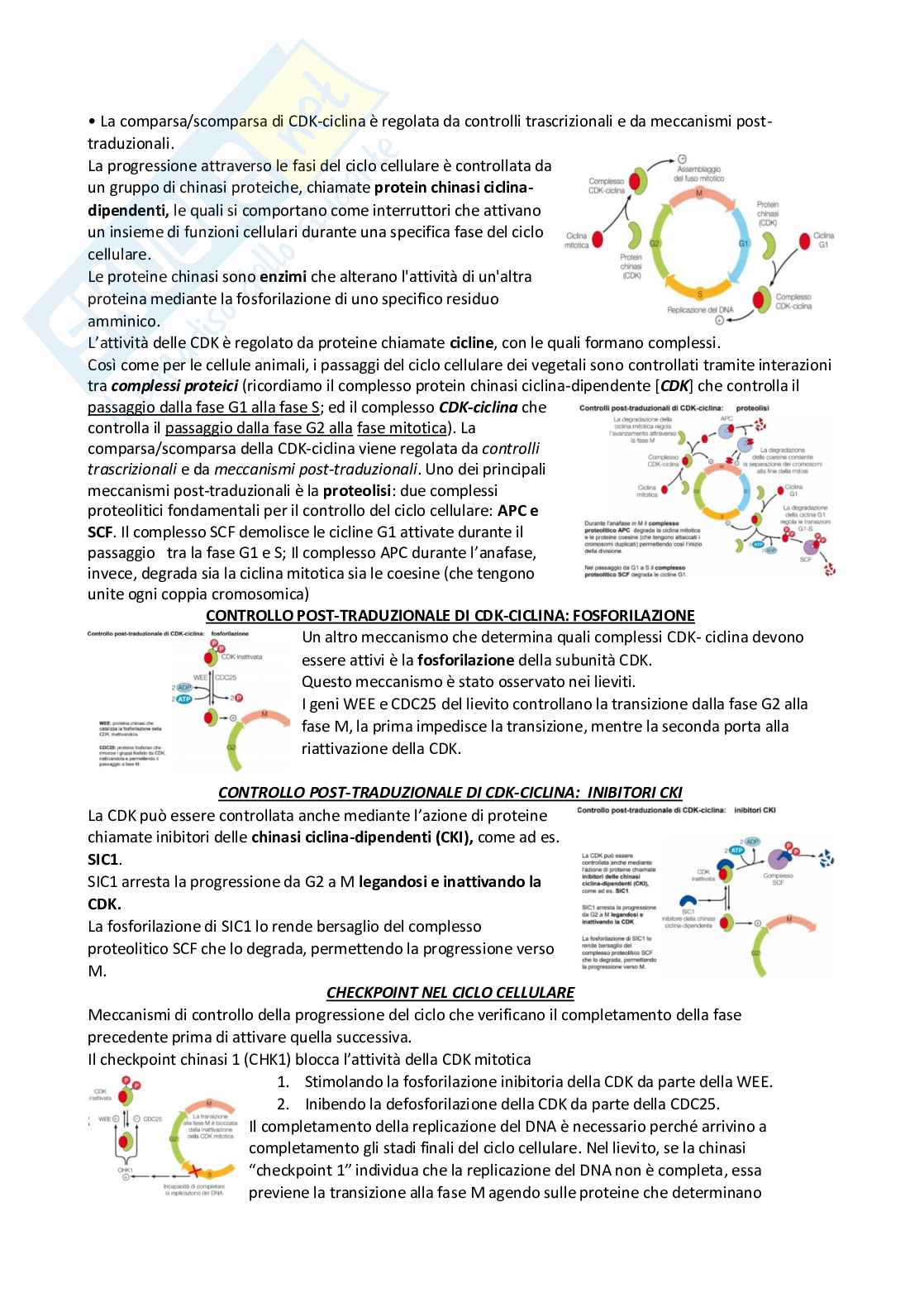Cellula vegetale Pag. 2