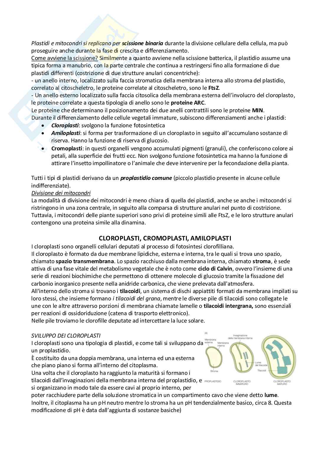 Cellula vegetale Pag. 6
