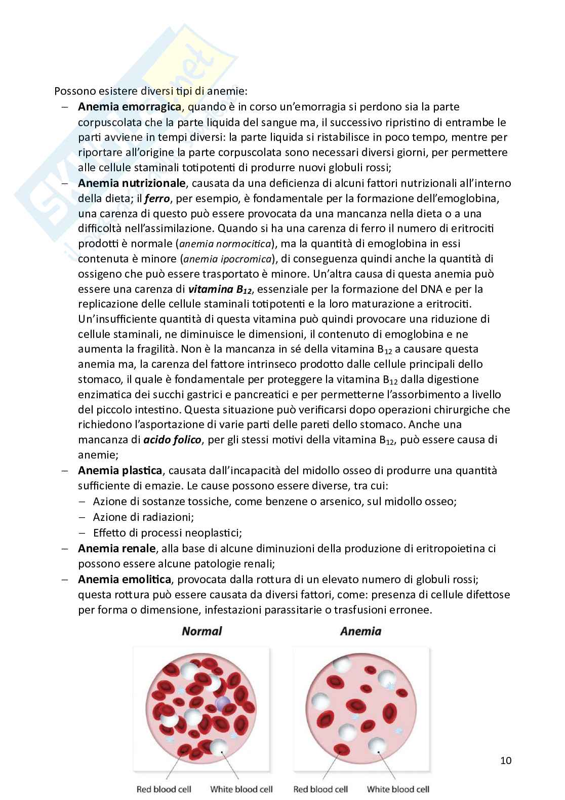 Appunti di Fisiologia degli animali domestici Pag. 11
