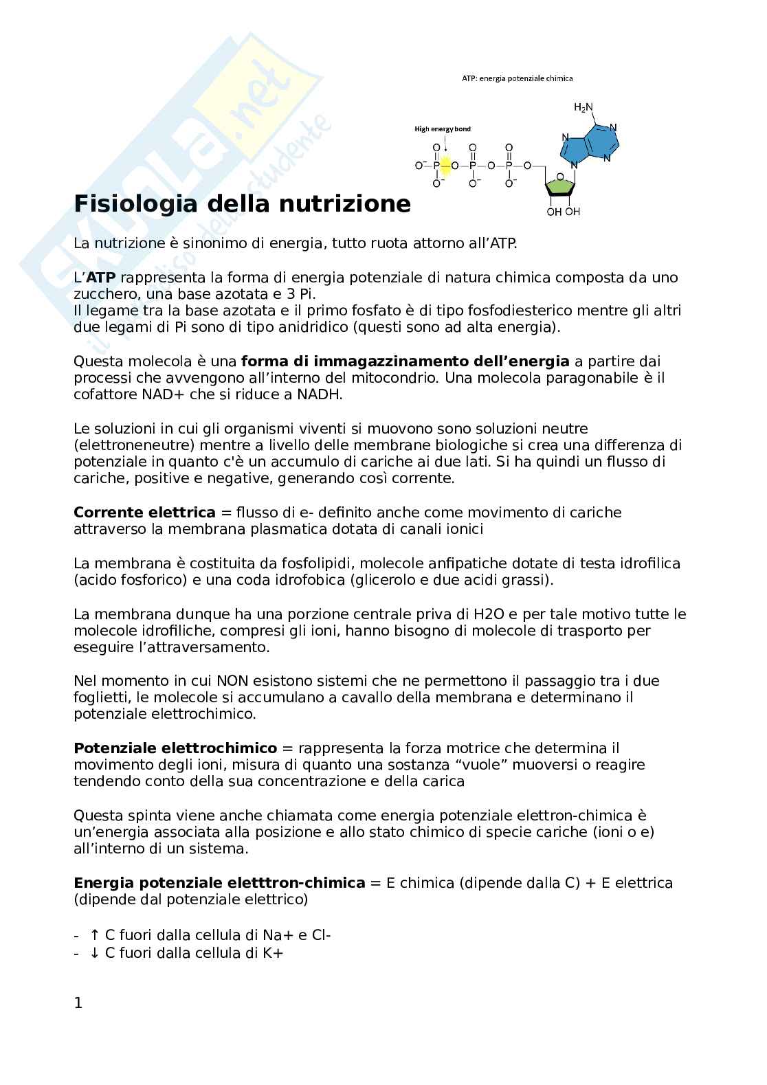 Appunti Fisologia della nutrizione, non completi Pag. 1