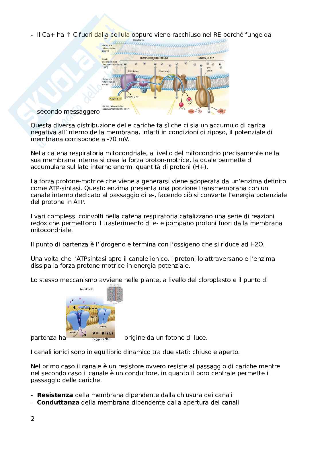 Appunti Fisologia della nutrizione, non completi Pag. 2