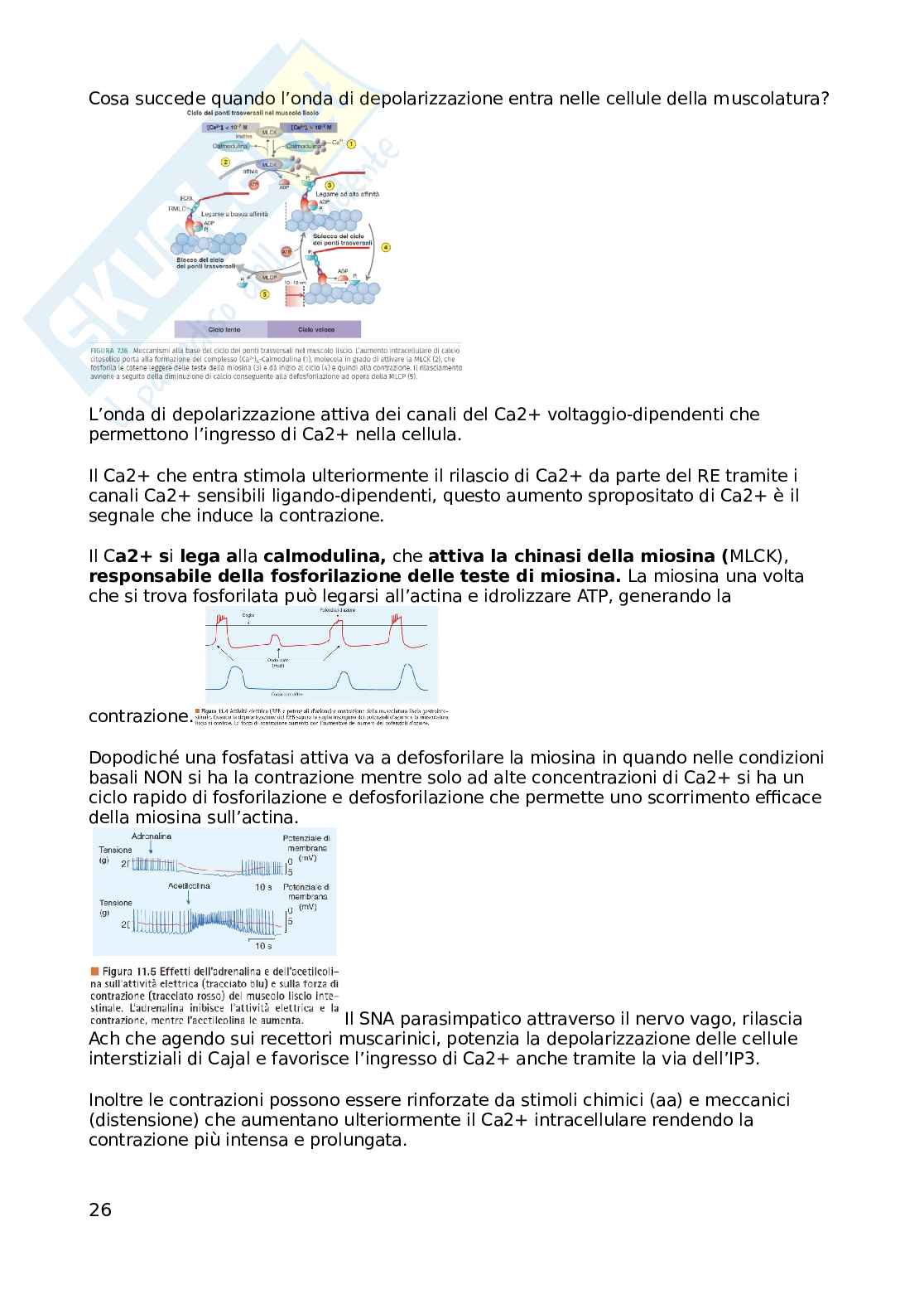Appunti Fisologia della nutrizione, non completi Pag. 26