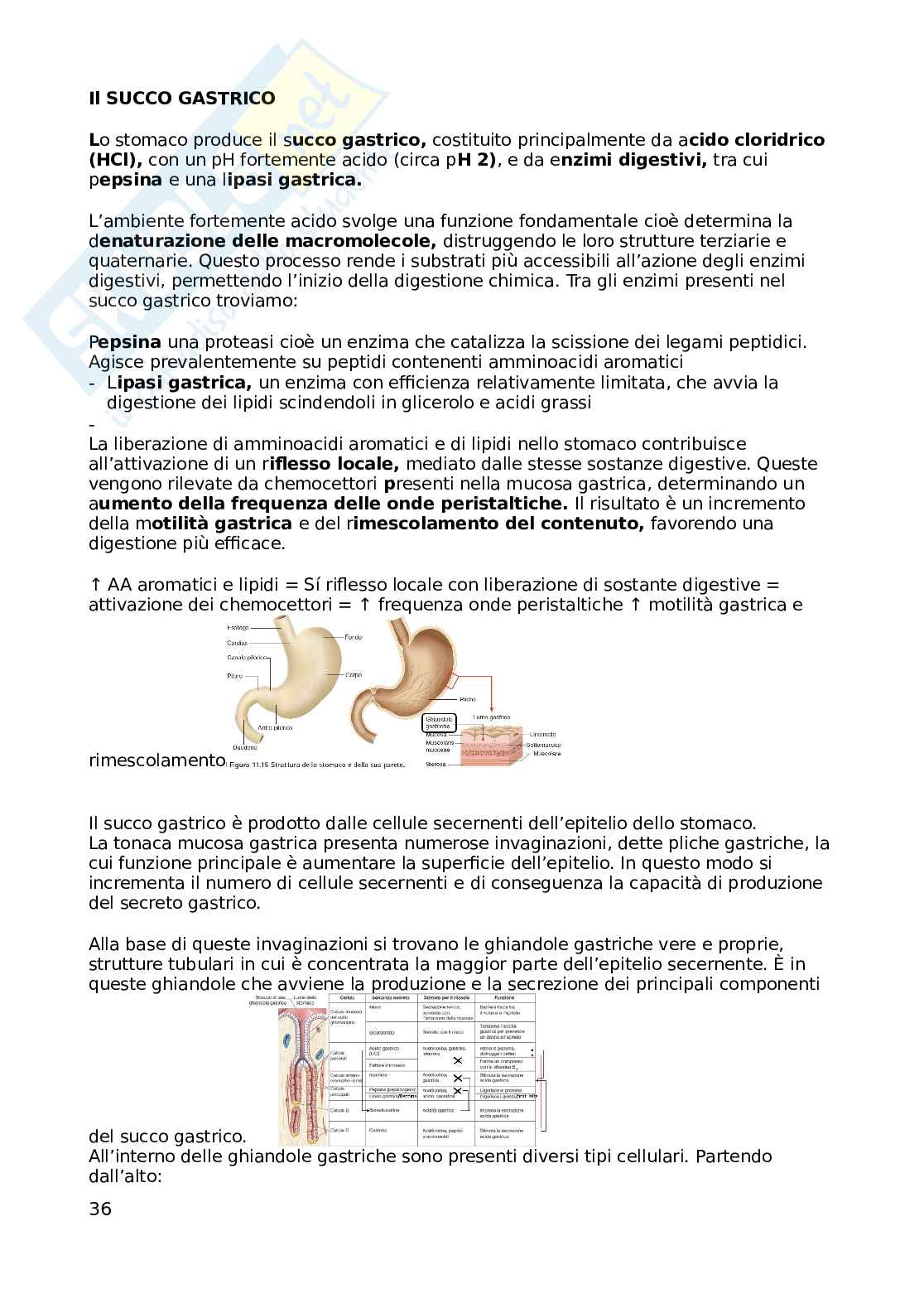Appunti Fisologia della nutrizione, non completi Pag. 36