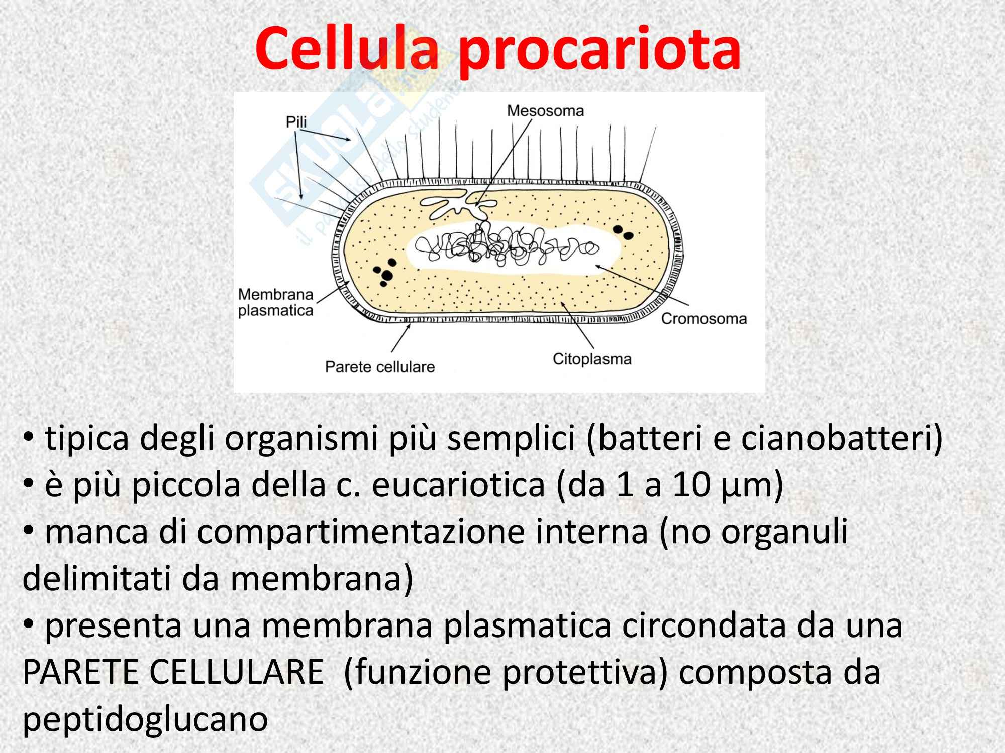 Biologia vegetale - la cellula vegetale Pag. 6