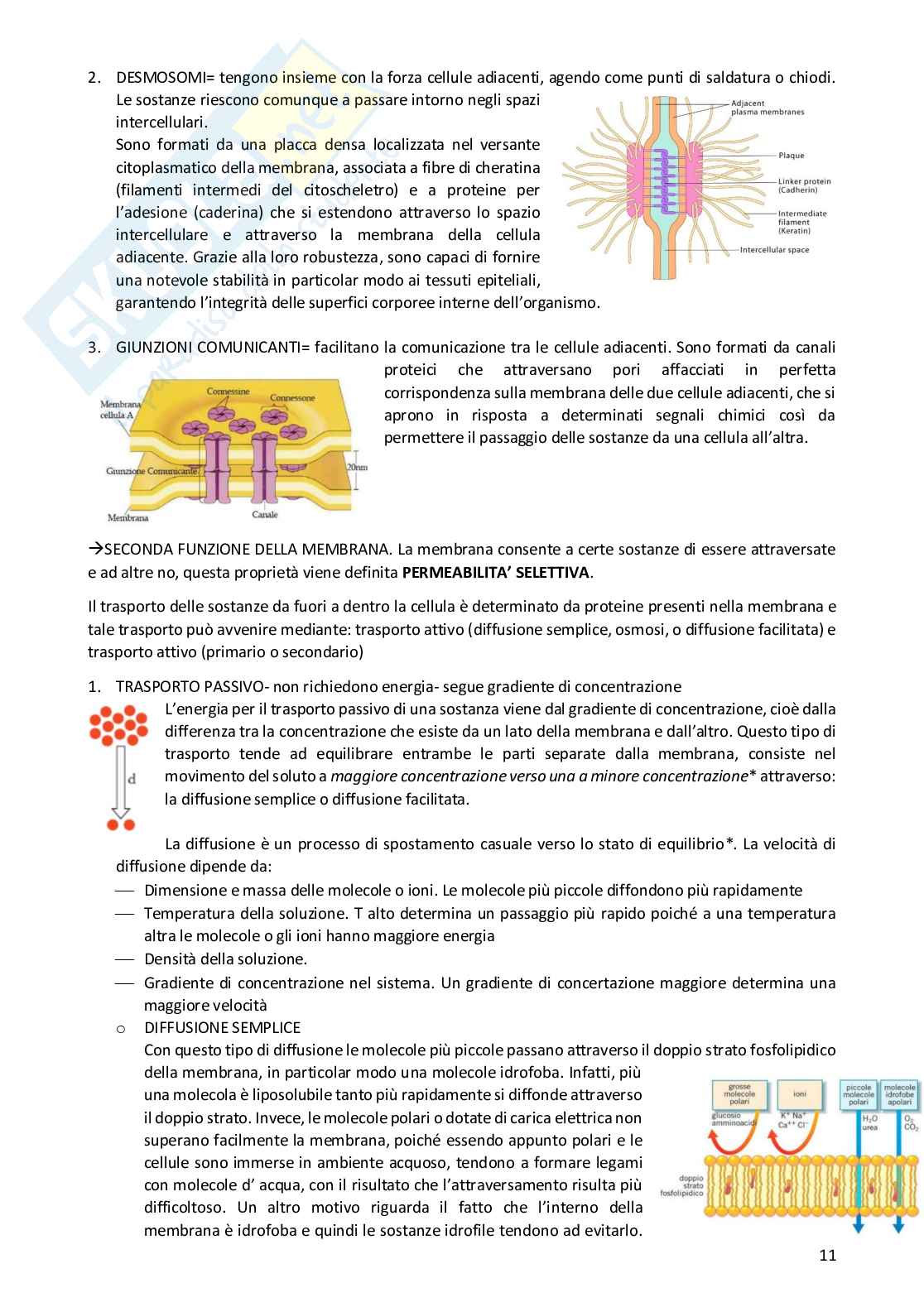 Appunti completi di Biologia umana Pag. 11