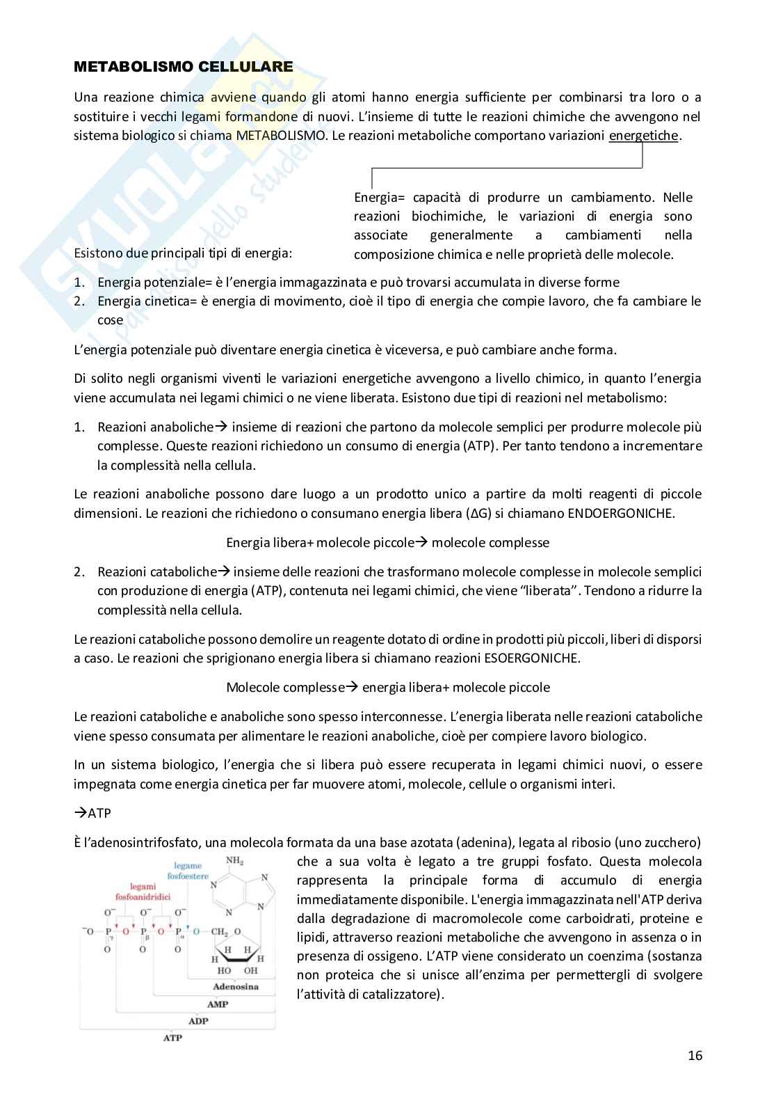Appunti completi di Biologia umana Pag. 16