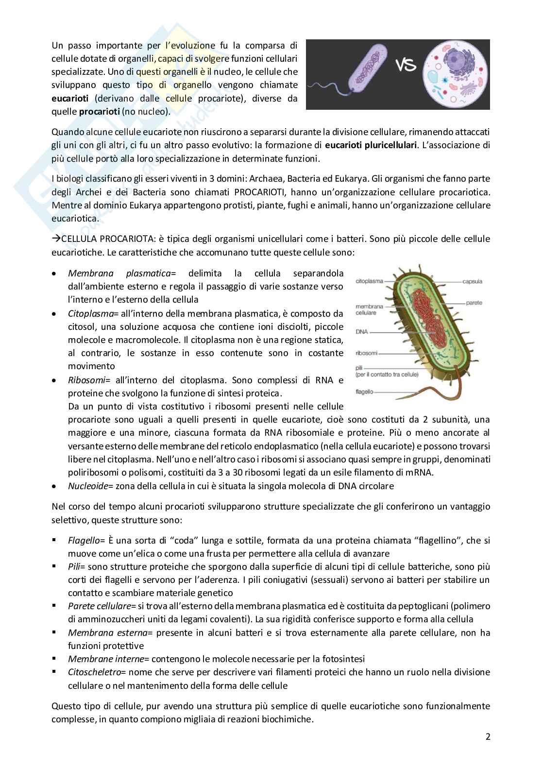 Appunti completi di Biologia umana Pag. 2