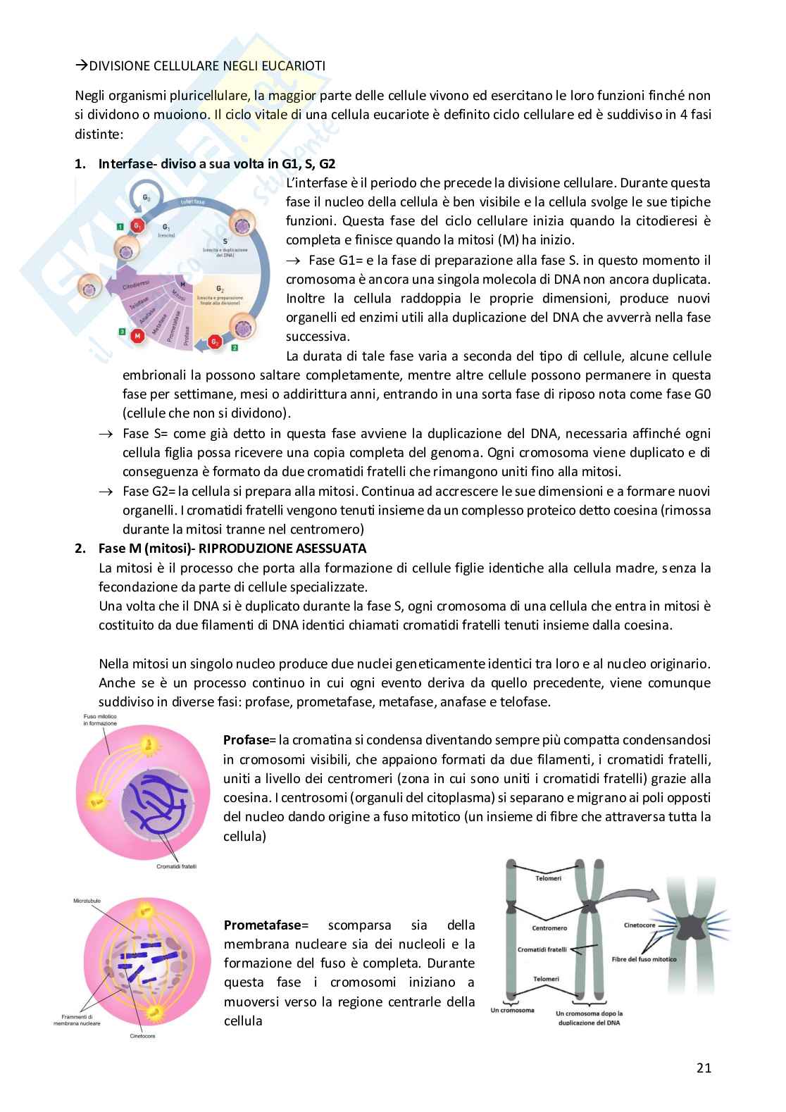 Appunti completi di Biologia umana Pag. 21