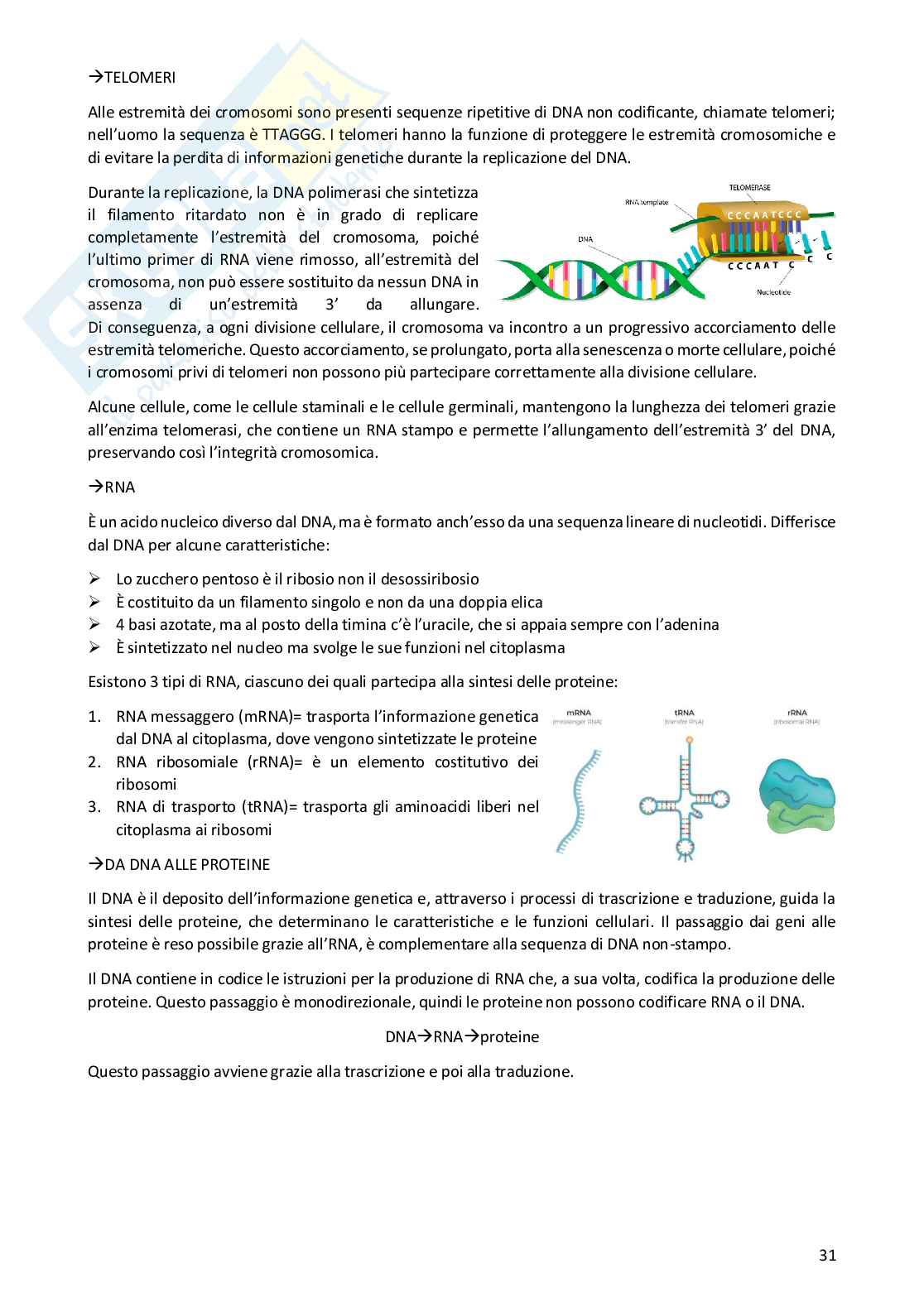Appunti completi di Biologia umana Pag. 31