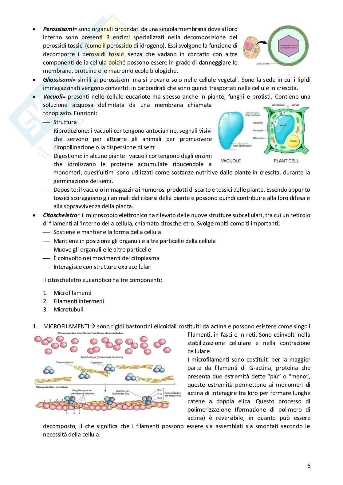Appunti completi di Biologia umana Pag. 6
