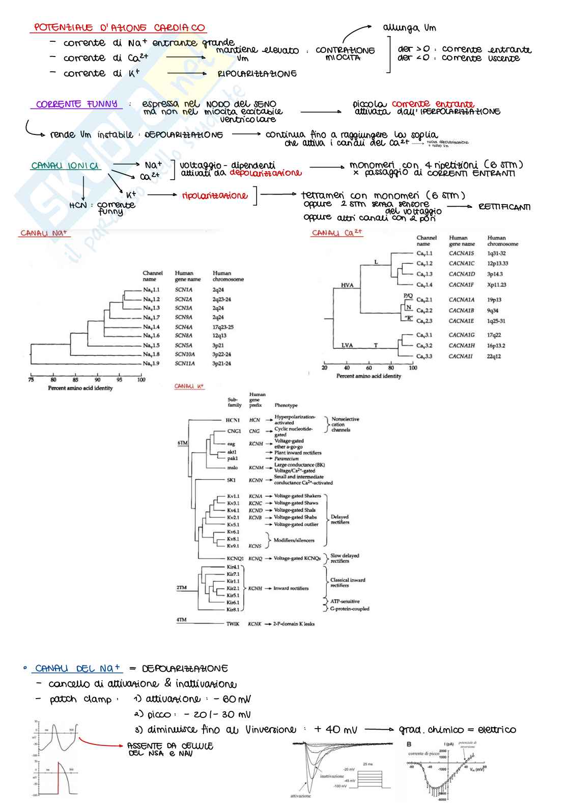 Appunti di Fisiologia B - parte 1 di 2 Pag. 16