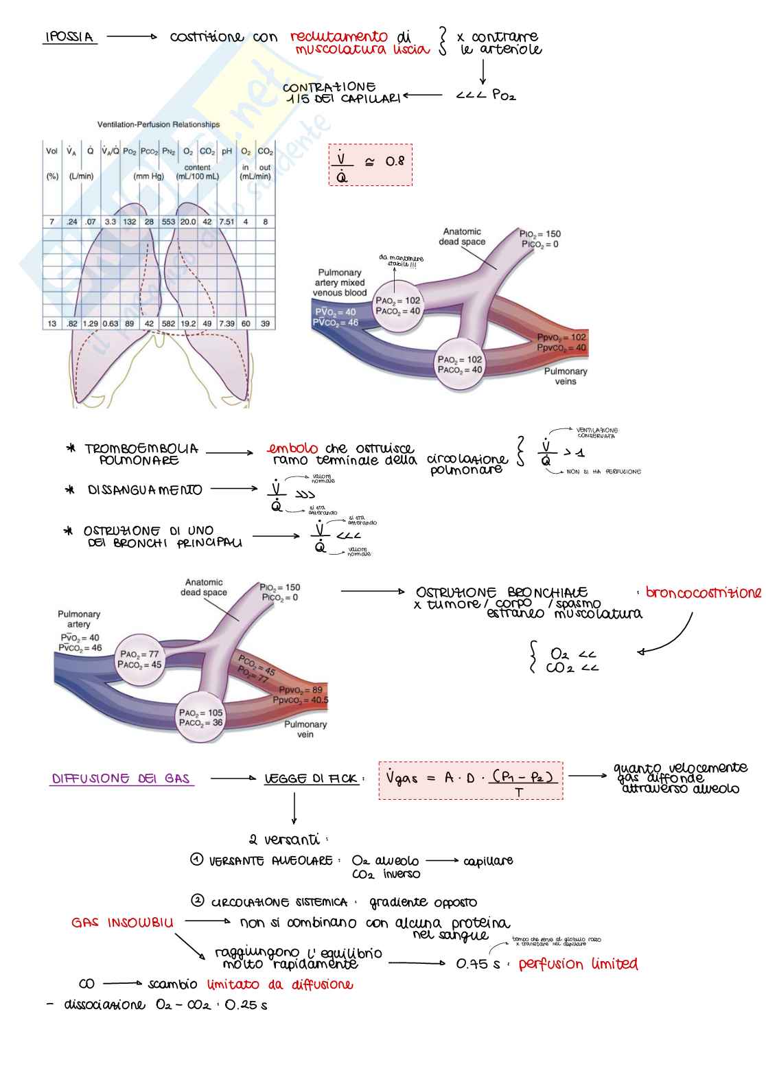 Appunti di Fisiologia B - parte 1 di 2 Pag. 31