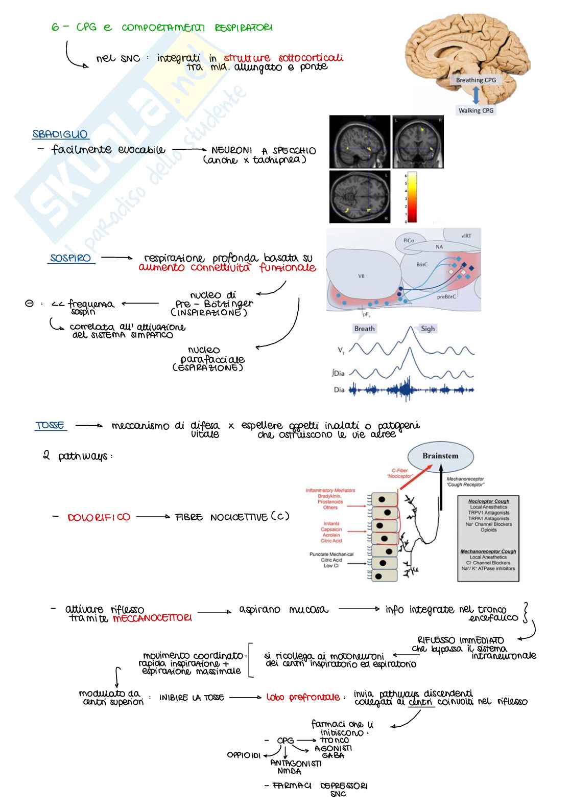 Appunti di Fisiologia B - parte 1 di 2 Pag. 36