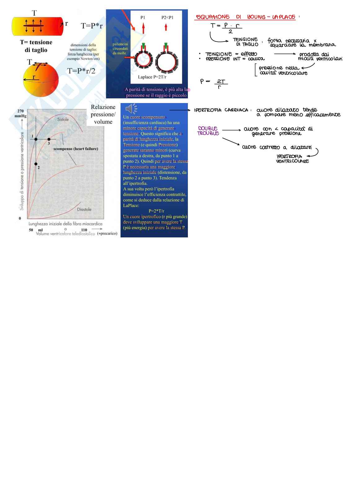 Appunti di Fisiologia B - parte 1 di 2 Pag. 6