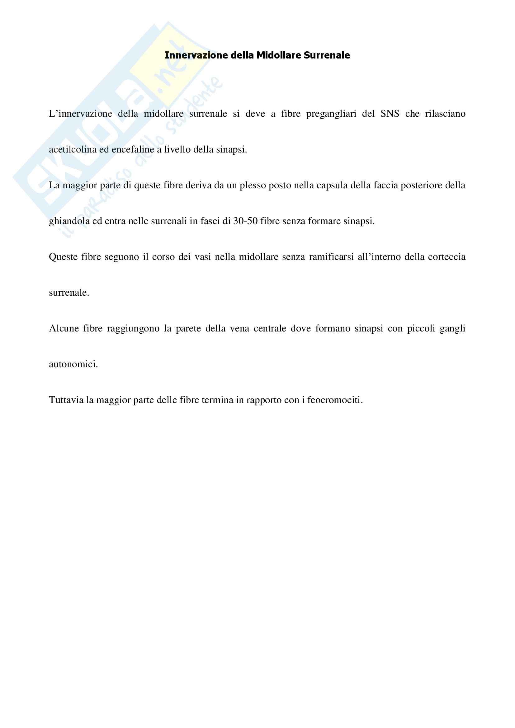 Endocrinologia - l'innervazione della midollare surrenale Pag. 1