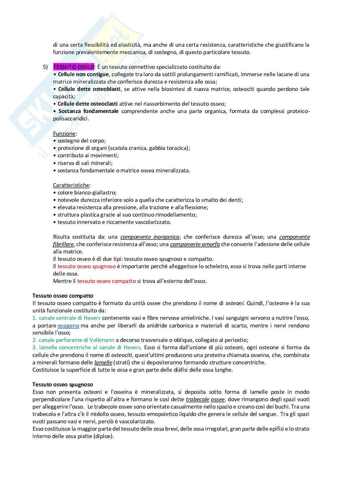 Anatomia umana Pag. 6