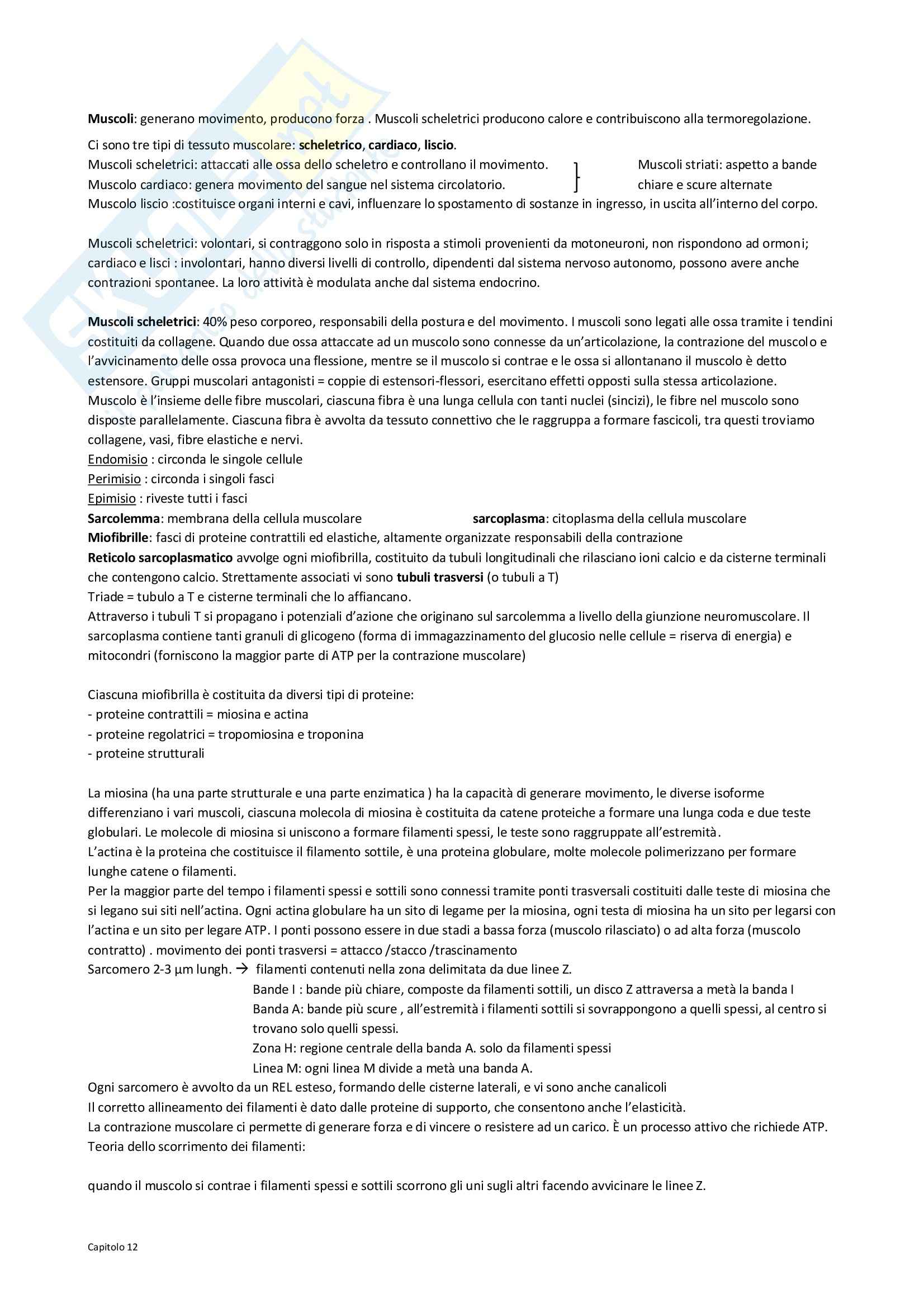 Fisiologia - muscoli Pag. 1