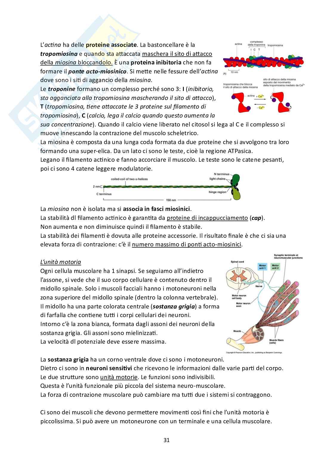 Fisiologia Pag. 31