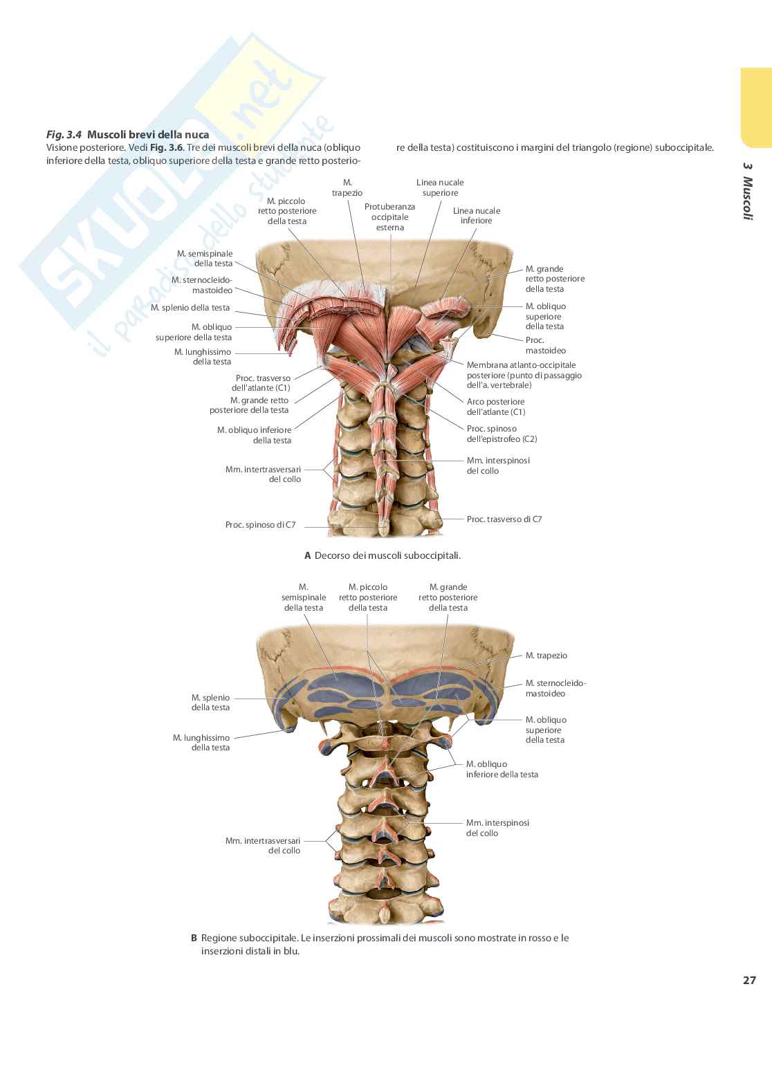 Anatomia umana Pag. 21