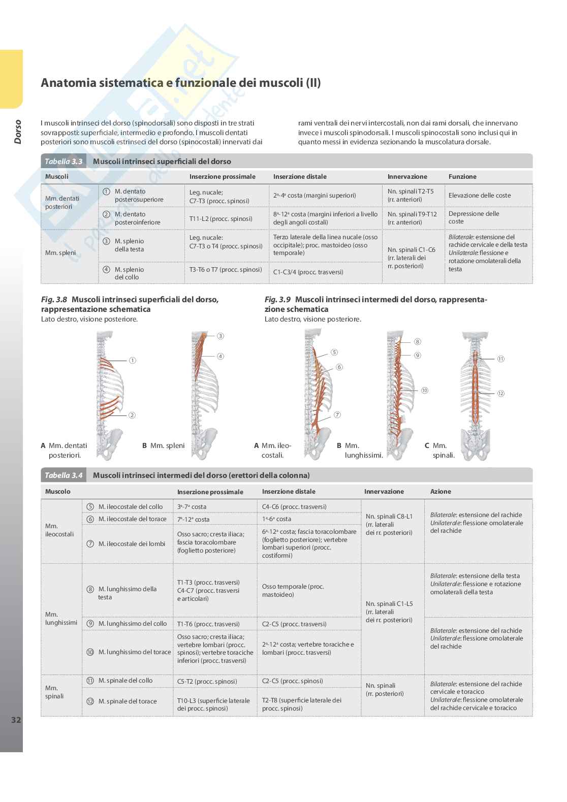 Anatomia umana Pag. 26