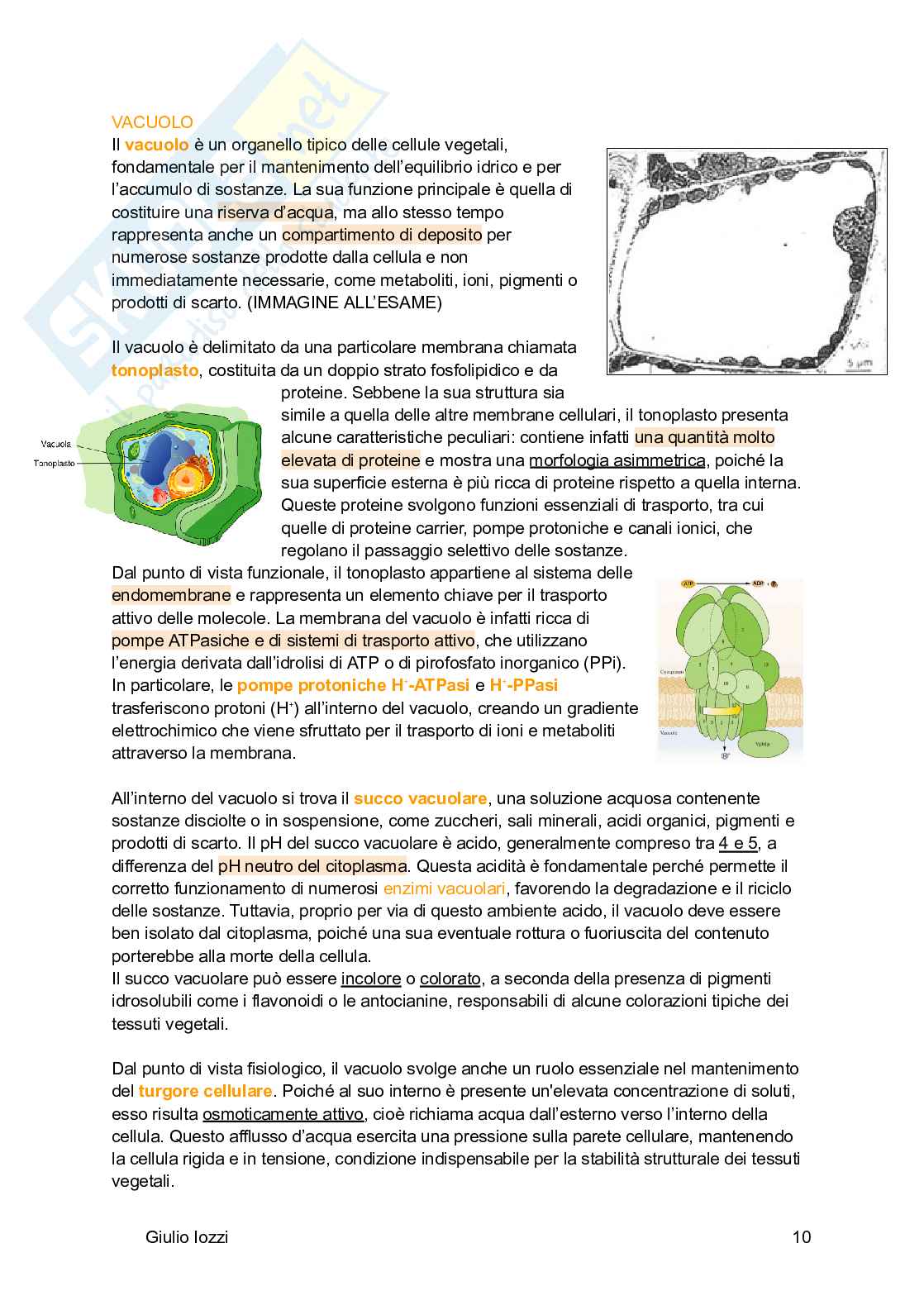 Biologia vegetale e farmacognosia Pag. 11
