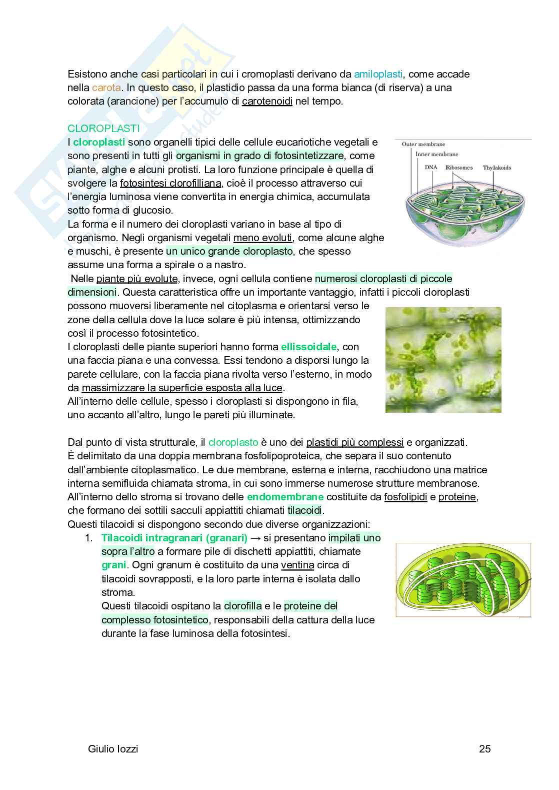 Biologia vegetale e farmacognosia Pag. 26