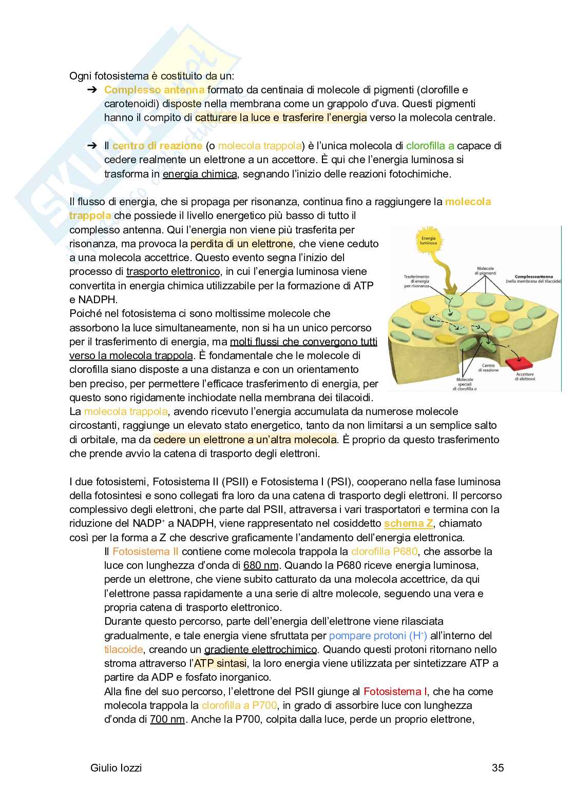 Biologia vegetale e farmacognosia Pag. 36