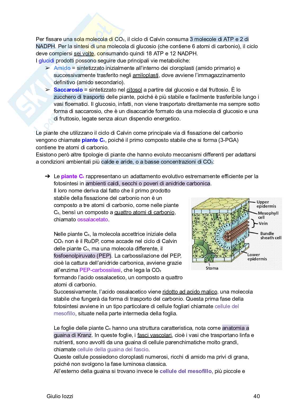 Biologia vegetale e farmacognosia Pag. 41
