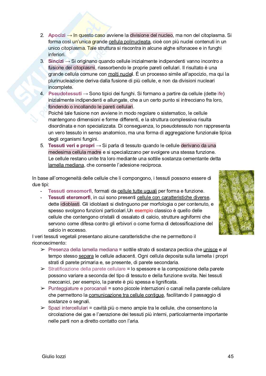 Biologia vegetale e farmacognosia Pag. 46